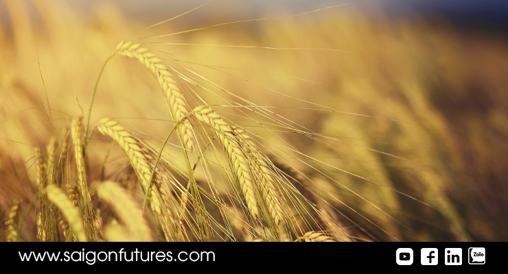 Chiến sự kéo dài hơn dự kiến, giá lúa mì lại tăng vọt