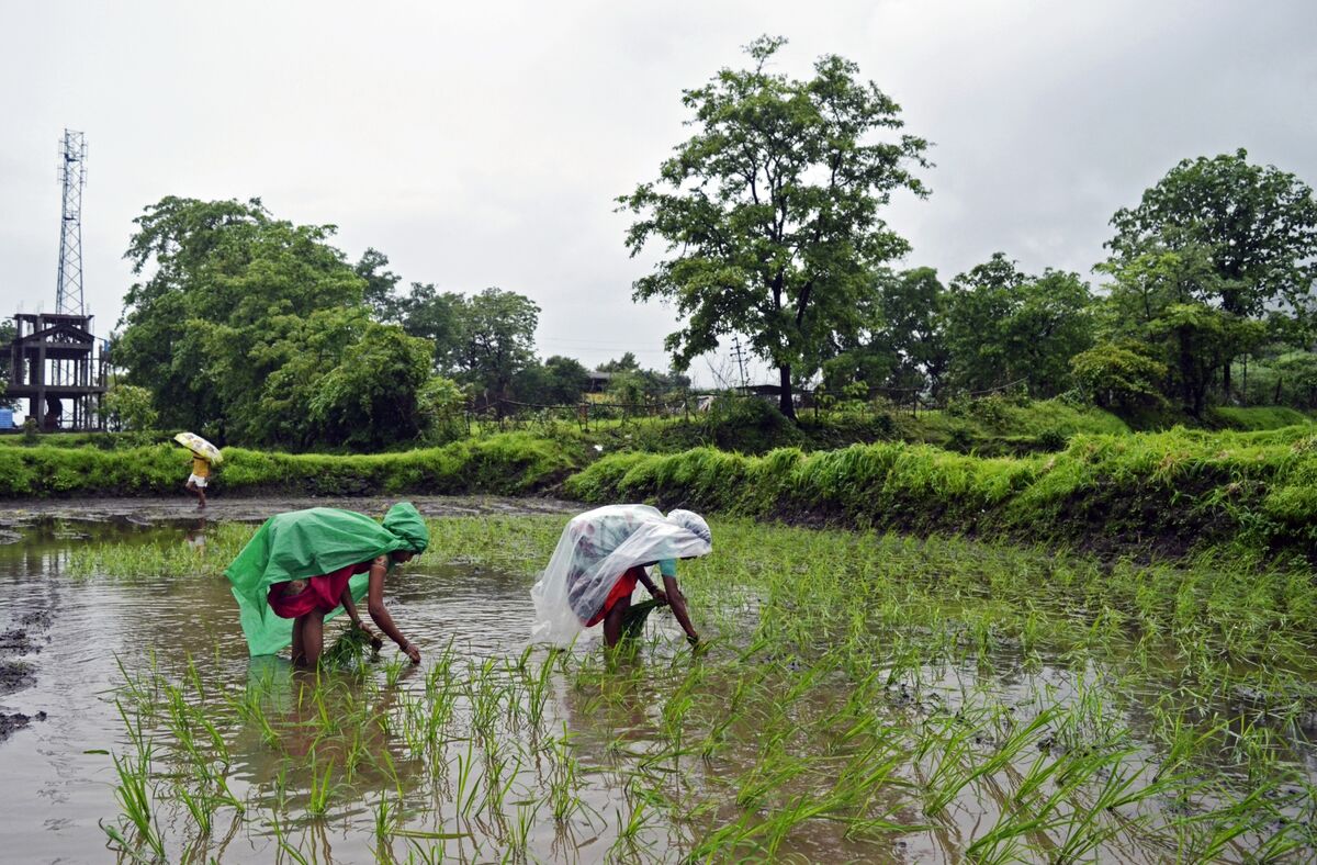 Ấn Độ cân nhắc gia tăng hạn chế xuất khẩu, nguồn cung gạo thế giới gặp thêm thách thức