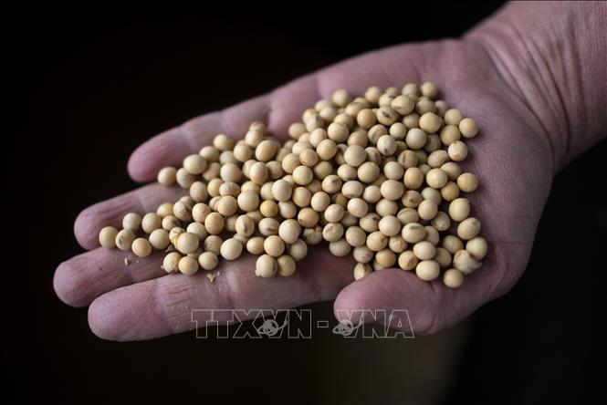 Đậu tương sau khi được thu hoạch từ một nông trại gần Scribner, bang Nebraska, Mỹ. Ảnh: AFP/TTXVN