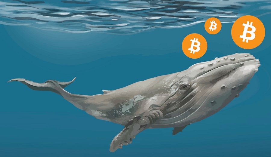 "Cá voi" quay trở lại thị trường khi Bitcoin phục hồi lên $50,000