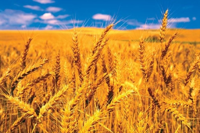 FAO thông tin về triển vọng thương mại lương thực rất lớn. Ảnh: IT
