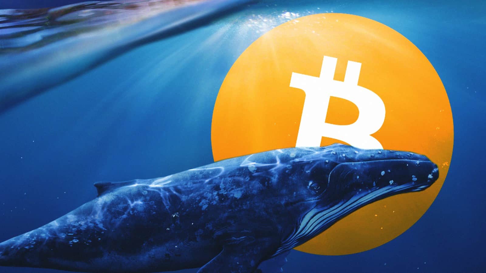 Một “cá voi” ẩn danh đã mua số bitcoin trị giá 150 triệu USD trong nhịp điều chỉnh gần đây