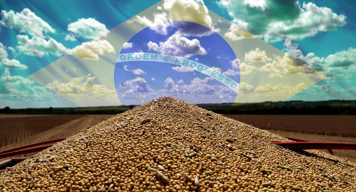 Sản lượng đậu tương ước tính Brazil bị cắt giảm giá đậu tương tăng vọt