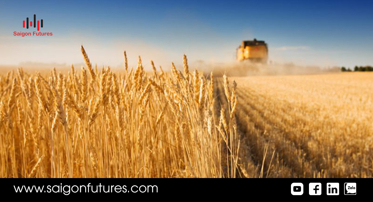 Xung đột Ukraina và Nga đẩy giá lúa mì tăng vọt