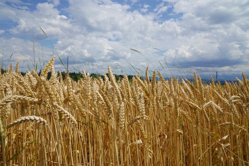 Nga đứng đầu về sản xuất lúa mì