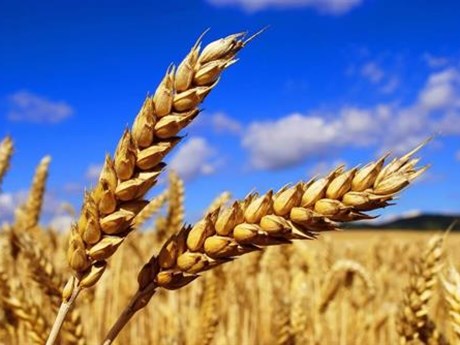 Giá lúa mì liên tục tăng