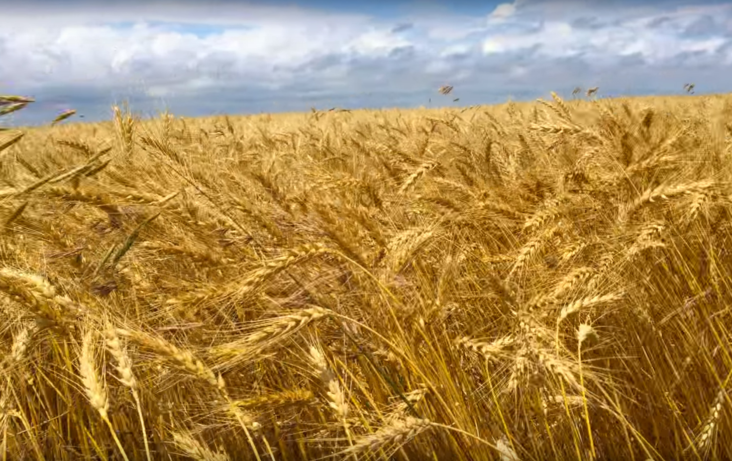 Giá lúa mì tăng mạnh trong tuần