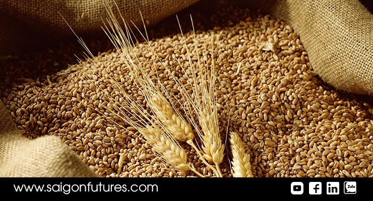 Giá lúa mì nhận được hỗ trợ mạnh do điều kiện thời tiết khô hạn tại Ấn Độ
