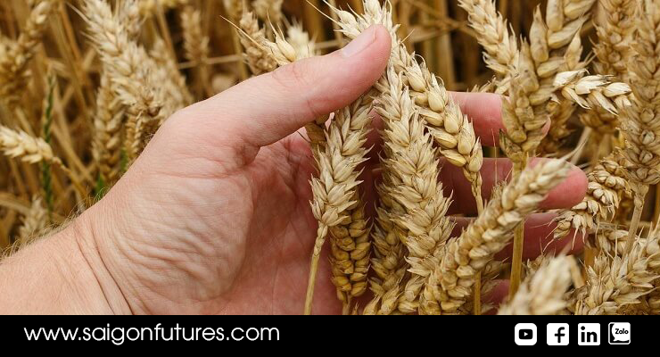 Giá lúa mì nhận hỗ trợ mạnh mẽ bởi số liệu tiêu cực ở Mỹ