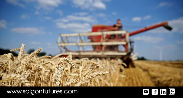 Rủi ro về hạn ngạch xuất khẩu lúa mì ở Nga