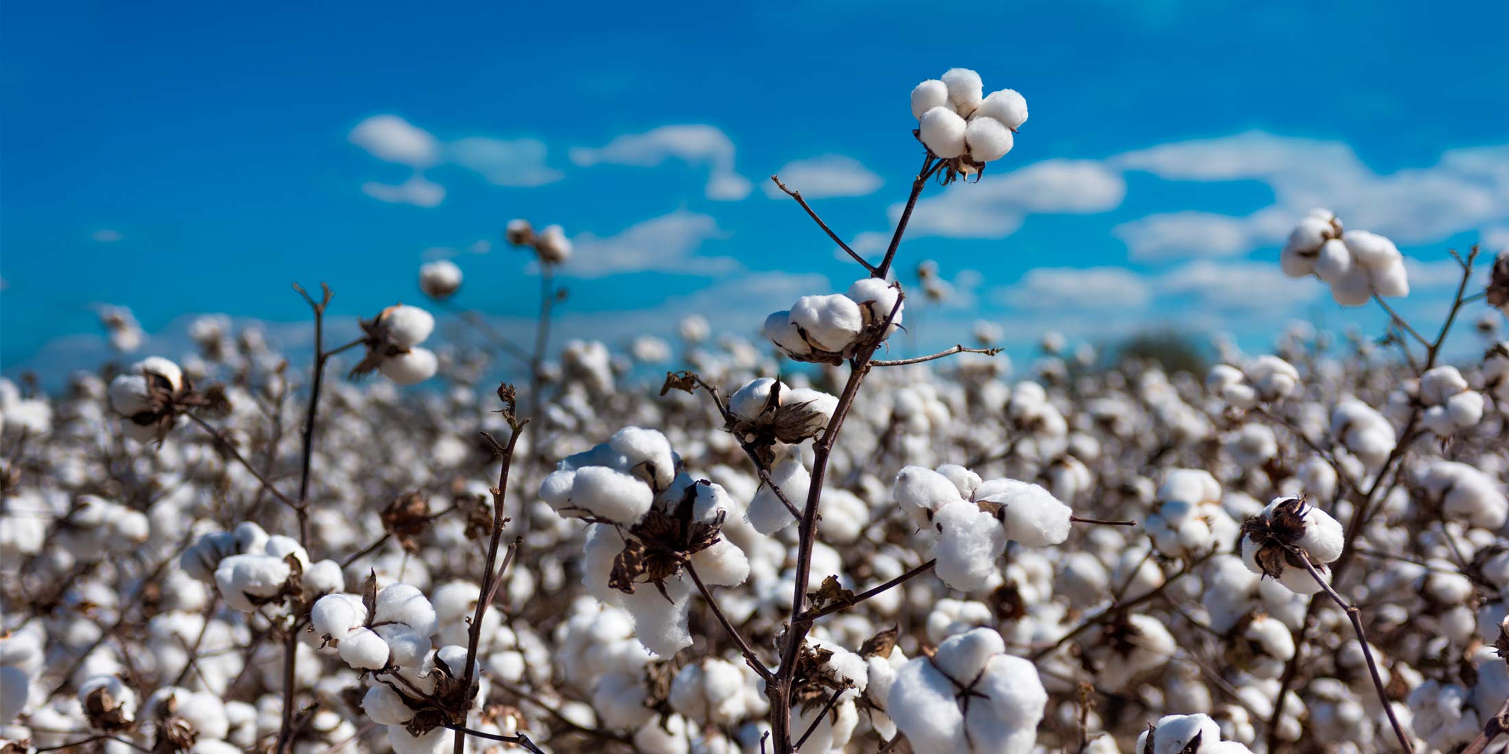 Thượng Hải đang mắc kẹt với số lượng hàng tồn kho Cotton lớn