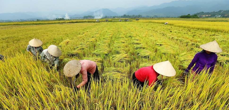 Tình trạng thiếu gạo trên toàn cầu trầm trọng nhất trong 20 năm