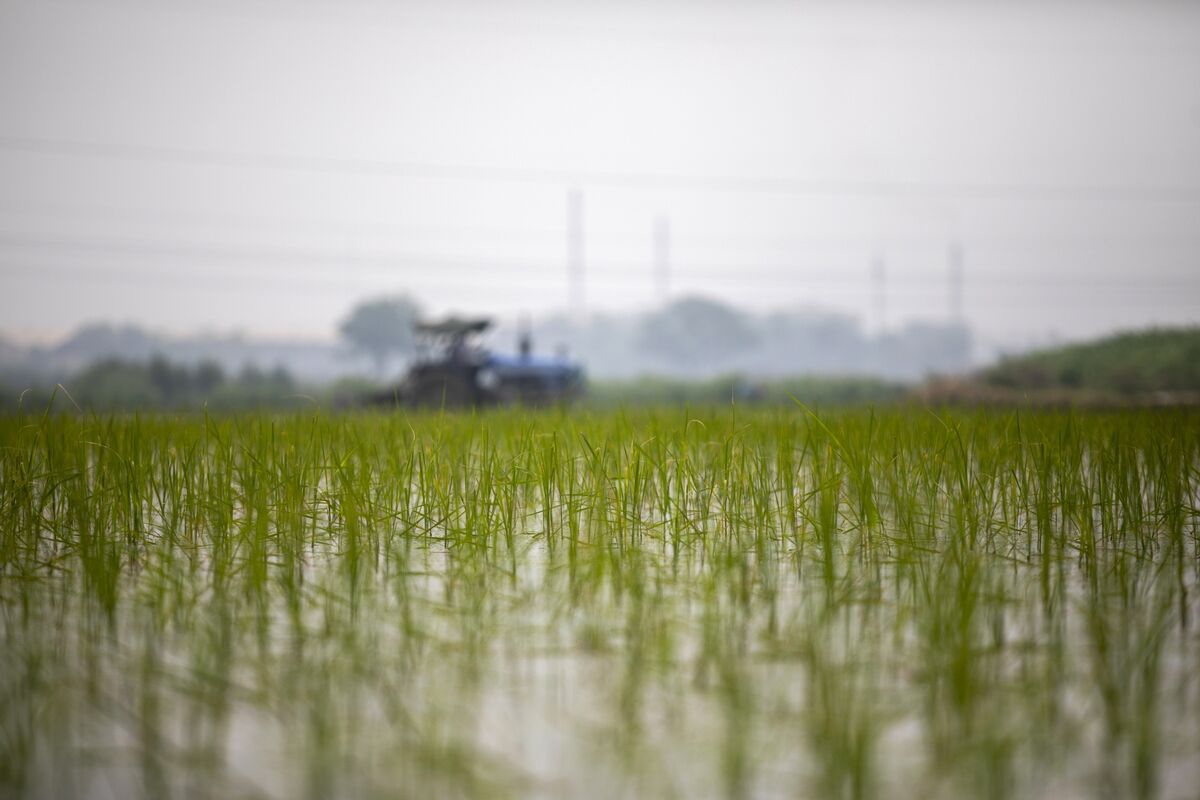 Giá gạo tăng cao gây áp lực lên ngân sách người dân châu Á, châu Phi