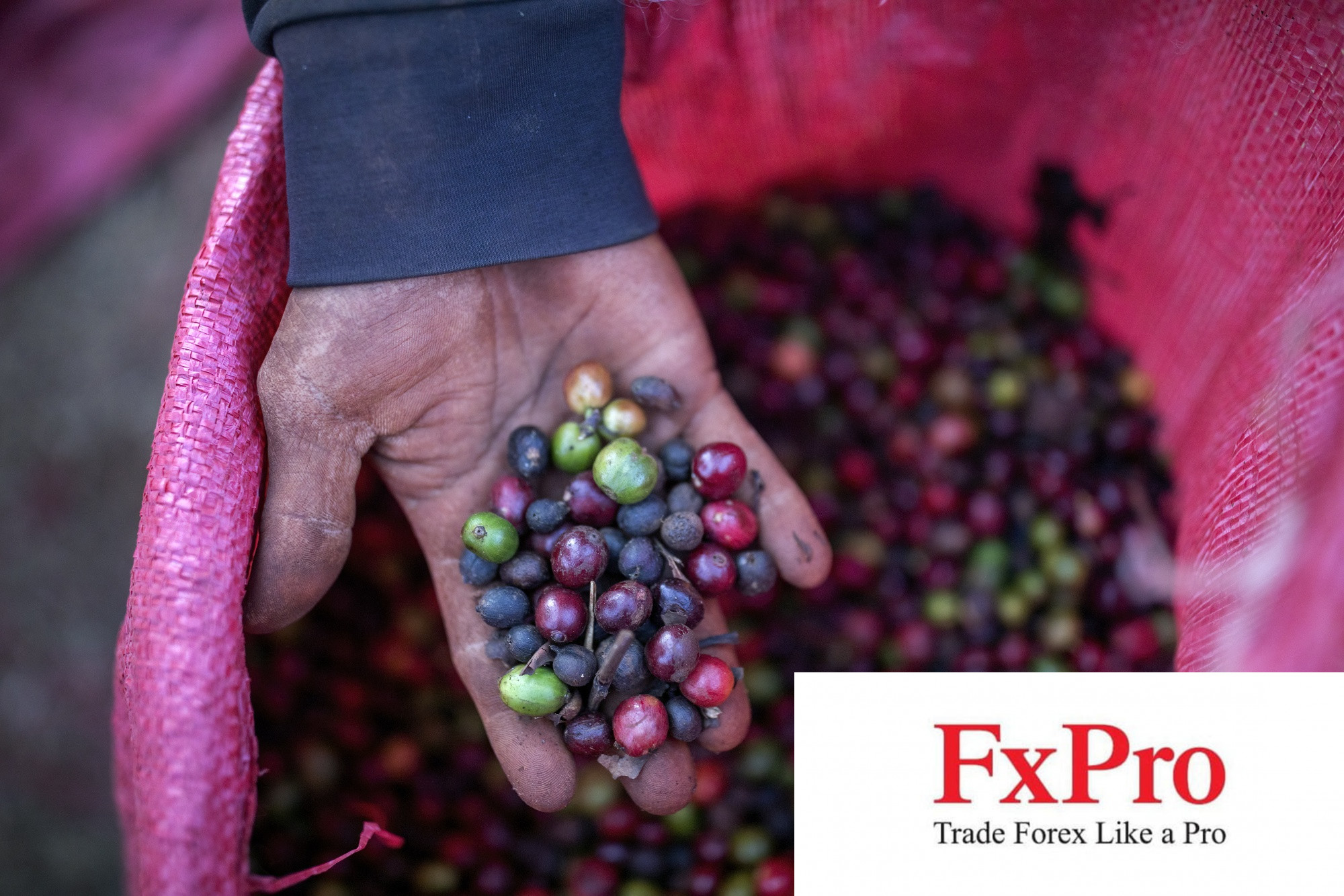 Xuất khẩu cà phê từ Việt Nam đối mặt với thắt chặt và rủi ro Biển Đỏ leo thang